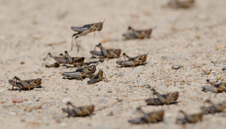 Над 20 000 декара са съсипани около Кърджали Над 20 000 декара са съсипани около Кърджали