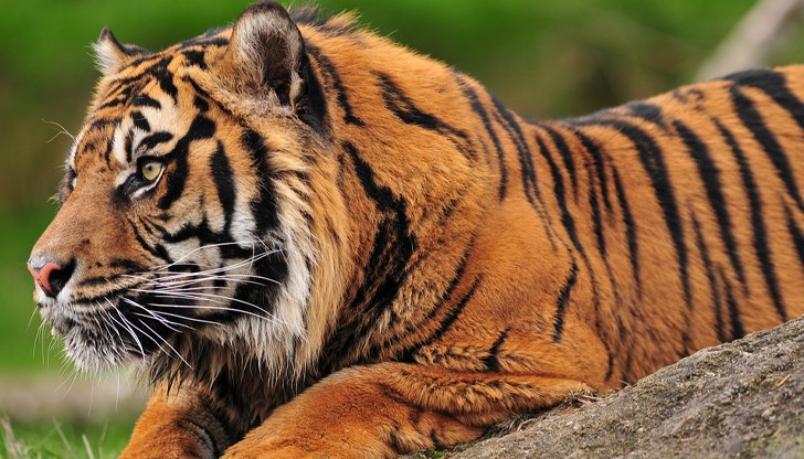 Животното откъснало ръката на жертвата