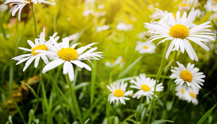 През първото десетдневие на юни ще има краткотрайни валежи и гръмотевични бури, но температурите ще са високи - до 34-35 градуса През първото десетдневие на юни ще има краткотрайни валежи и гръмотевични бури, но температурите ще са високи - до 34-35 градуса