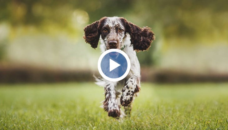 Домашният любимец спечели първо място на световен конкурс в Хърватия