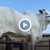4 милиона долара: Виатина е най-скъпата крава в света