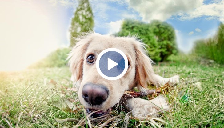 Застрашени са от топлинен удар повече от хората