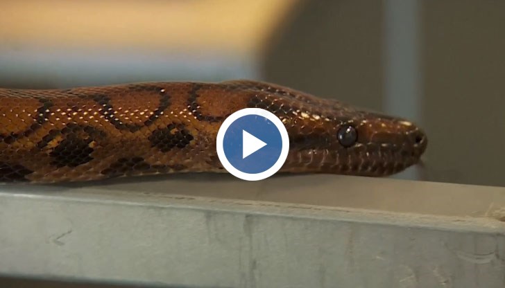 Това става, когато възрастният екземпляр клонира себе си, възпроизвеждайки свои генетични копия