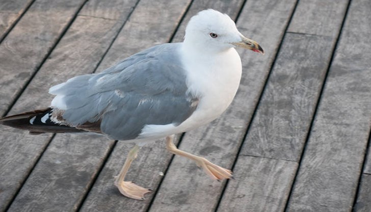 Заради нашествието от грабливи птици се появиха фирми, които предлагат машинки за прогонване на пернатите