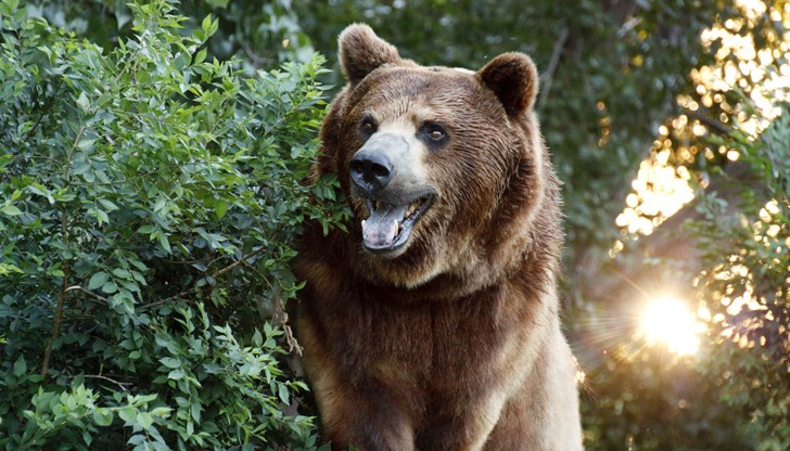 Хищникът е потрошил 15 кошера в Чуйпетлово Хищникът е потрошил 15 кошера в Чуйпетлово