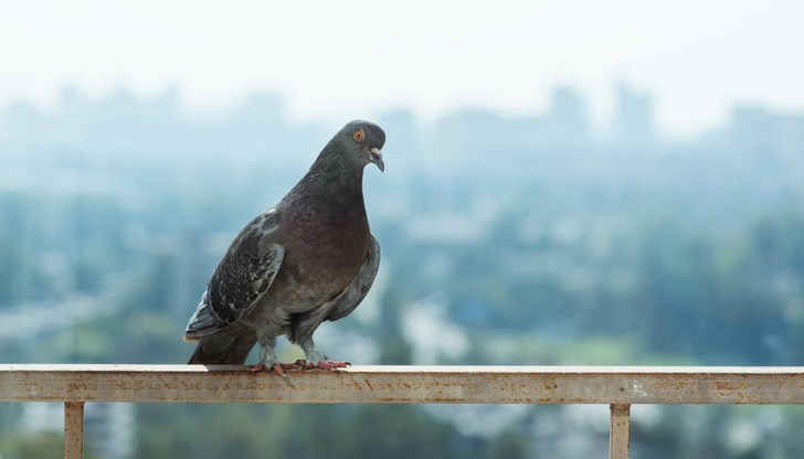 Съществуват множество хитри тактики, с които да си върнете спокойствието Съществуват множество хитри тактики, с които да си върнете спокойствието