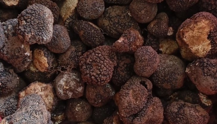 Задържани са 60 килограма от деликатесната гъба Задържани са 60 килограма от деликатесната гъба