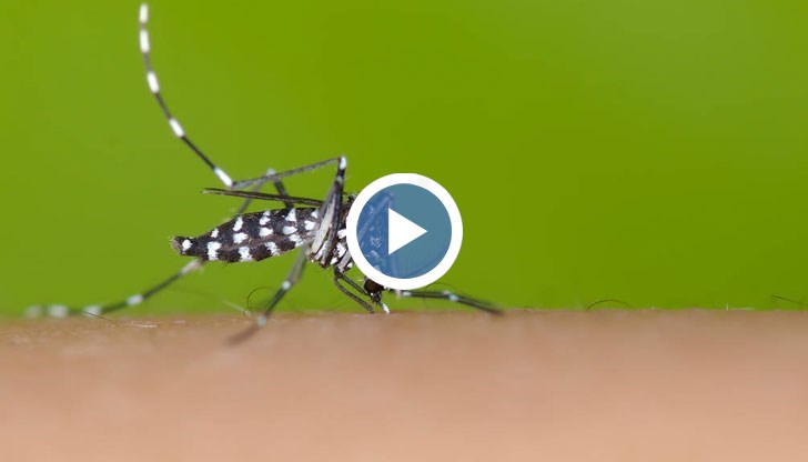 Заболяването се пренася от тигровия комар