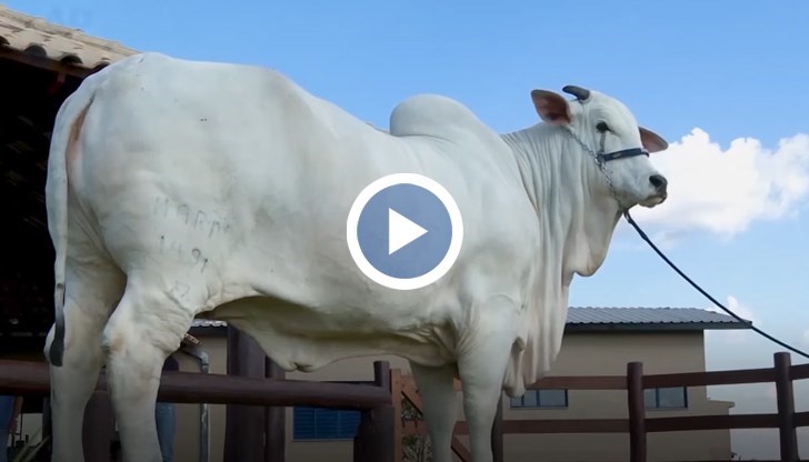 Виатина е символ на бразилските амбиции в животновъдството