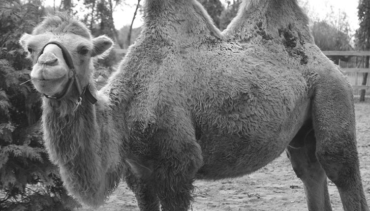 "Ще ни липсваш, прекрасен Дарко!", написа във Facebook кметът Емануил Манолов