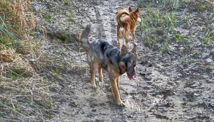 Пострадалата е с множество разкъсни рани в болницата Пострадалата е с множество разкъсни рани в болницата