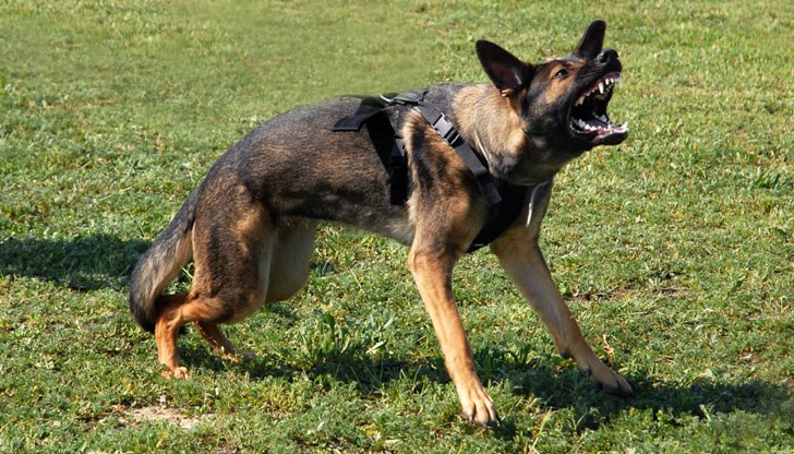 Извършват се действия за установяване собствеността на животното