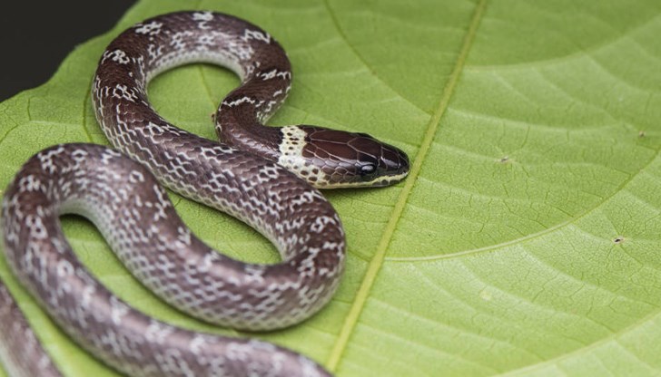 Два случая на ухапани от змии за последните 48 часа Два случая на ухапани от змии за последните 48 часа