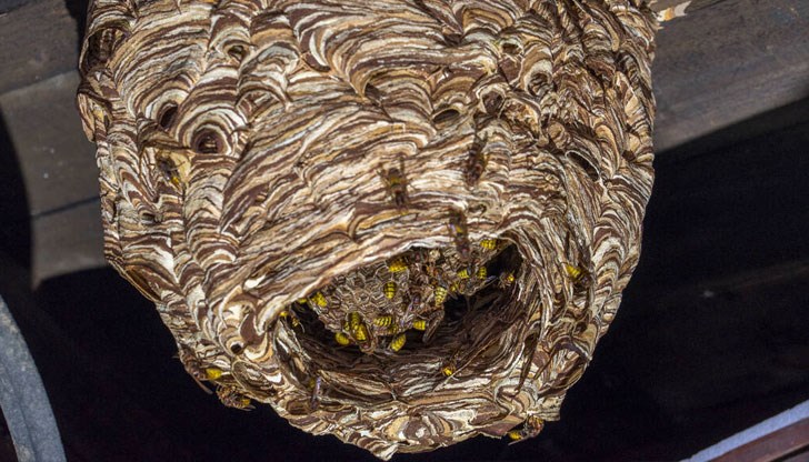 През изминалите две денонощия няма сериозни инциденти, налагащи намесата на пожарната През изминалите две денонощия няма сериозни инциденти, налагащи намесата на пожарната