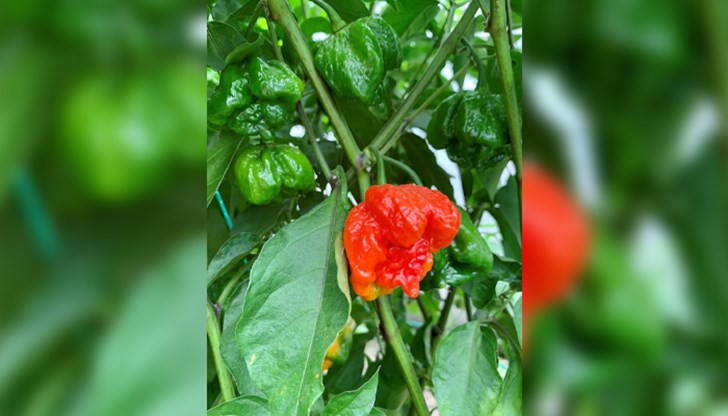 Сортът "Български дух" е 10 пъти по-лют от всяка друга традиционна чушка в България Сортът "Български дух" е 10 пъти по-лют от всяка друга традиционна чушка в България