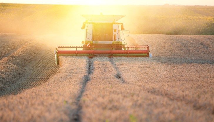 Унищожени са близо 8 декара с пшеница Унищожени са близо 8 декара с пшеница