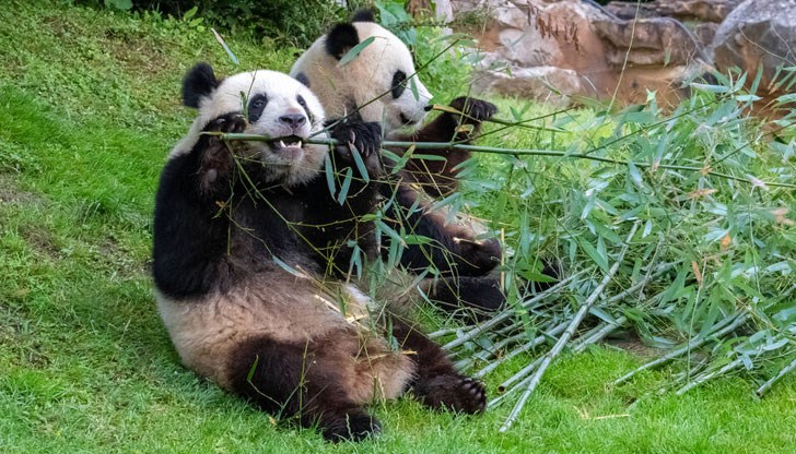Размножаването е трудна задача за тези животни Размножаването е трудна задача за тези животни