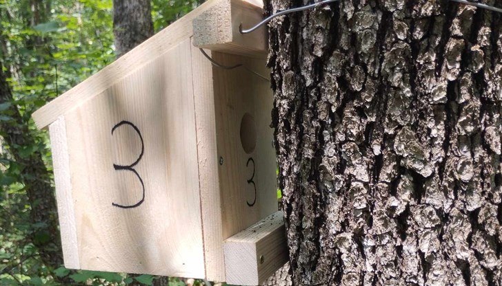 Новите дървени „домове“ са предназначени за обитание на три от четирите вида сънливци, срещащи се в България Новите дървени „домове“ са предназначени за обитание на три от четирите вида сънливци, срещащи се в България