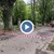 Мълния разцепи на две дърво в Парка на младежта
