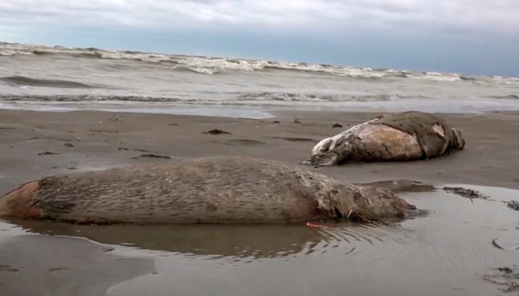 Президентът на Казахстан призовава за спешни действия Президентът на Казахстан призовава за спешни действия