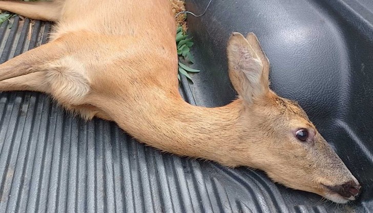 Инцидентът се случил вчера на пътя между селата "Ваксево" и "Тишаново"