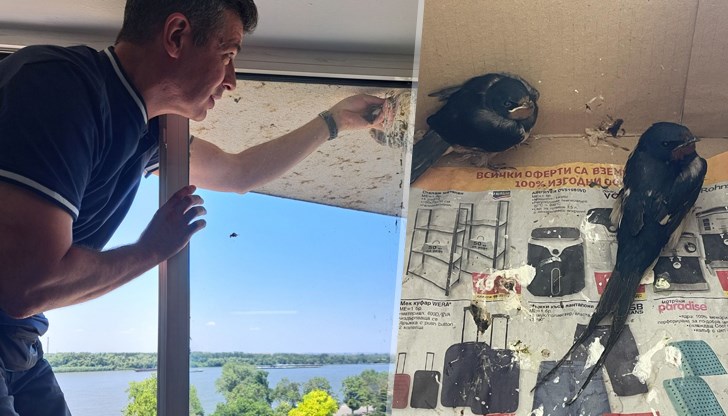 Птиците са донесени от русенци, след като са изпаднали от гнездата си