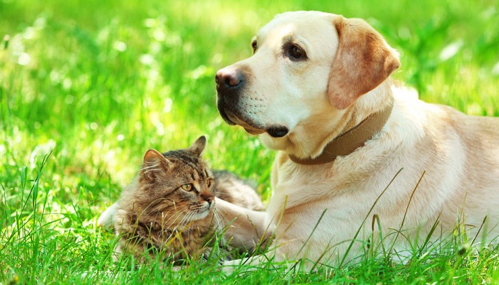 Новото съоръжение предлага зони за малки и големи животни и удобства за собствениците Новото съоръжение предлага зони за малки и големи животни и удобства за собствениците