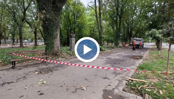 Мълнията е ударила дървото с оглушителен трясък