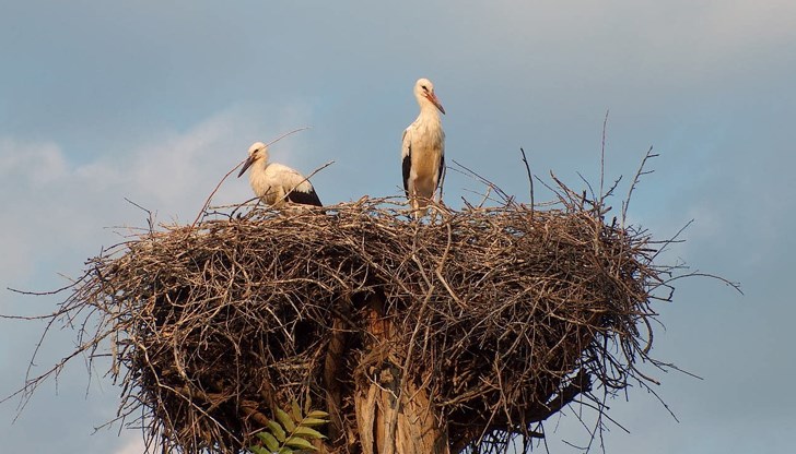 Венцеслав Петков, заедно с екип от доброволци, обикаля всички щъркелови гнезда в Русенския регион Венцеслав Петков, заедно с екип от доброволци, обикаля всички щъркелови гнезда в Русенския регион