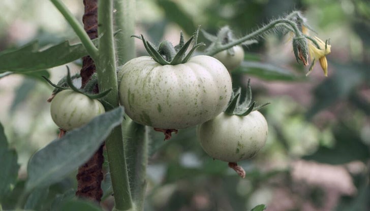Съвети за получаване на обилна реколта Съвети за получаване на обилна реколта