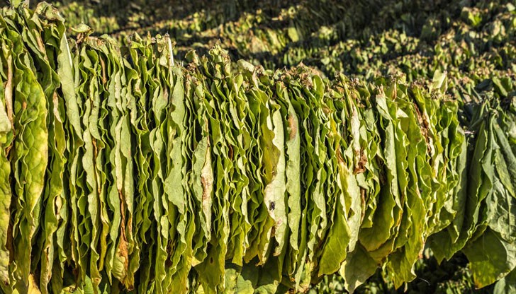 В Североизточна България най-голямо намаление в добивите ще бъде отчетено в областите Шумен и Разград В Североизточна България най-голямо намаление в добивите ще бъде отчетено в областите Шумен и Разград