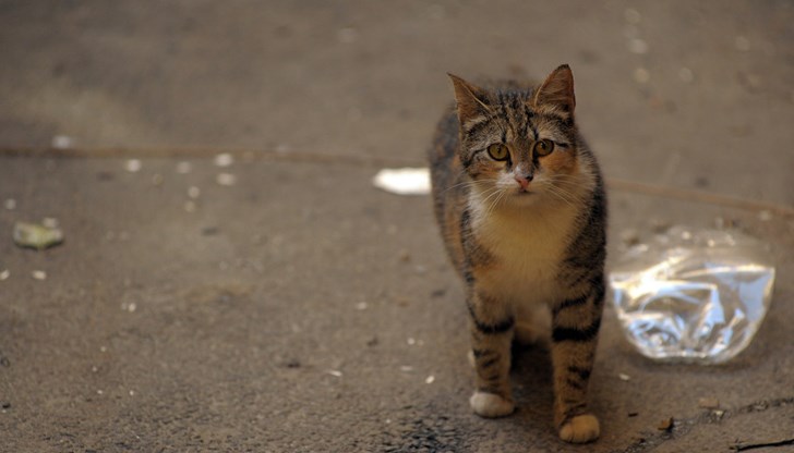 Пожарникарите отворили капака на шахтата с помощта на флекс Пожарникарите отворили капака на шахтата с помощта на флекс