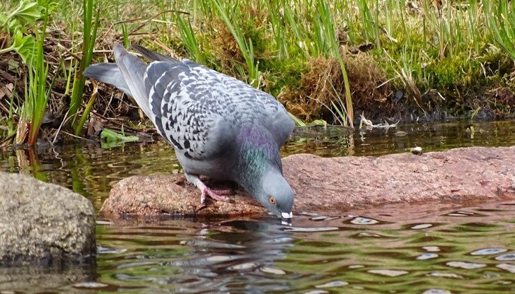 Метеоролозите от НИМХ очакват температури до 40 градуса Метеоролозите от НИМХ очакват температури до 40 градуса