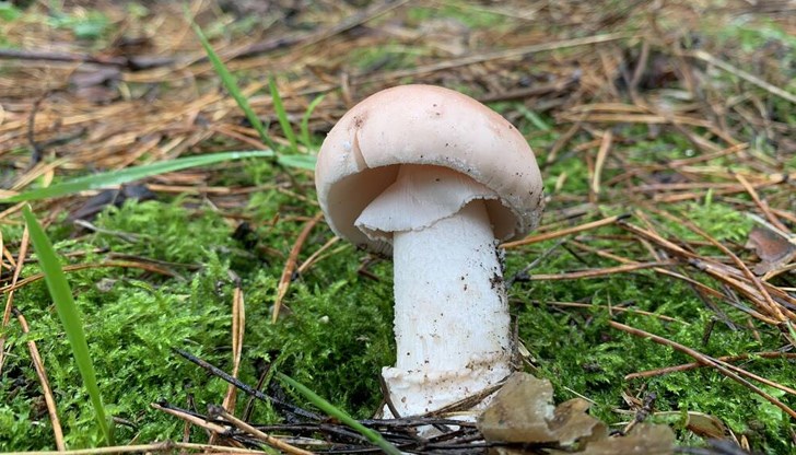 Доц. Людмила Нейкова от ВМА - София обяснява механизмите и симптомите на тежкото отравяне Доц. Людмила Нейкова от ВМА - София обяснява механизмите и симптомите на тежкото отравяне