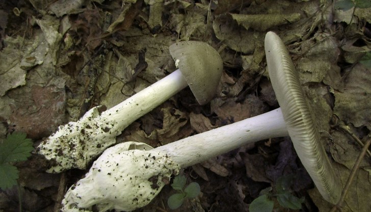 Непознати за науката гъби се крият в софийските паркове Непознати за науката гъби се крият в софийските паркове