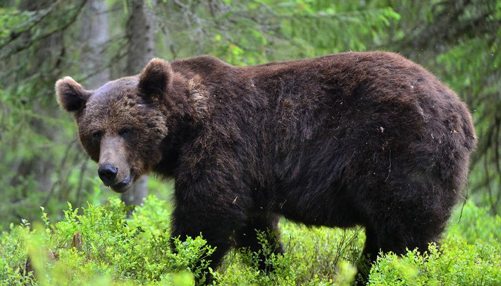 Младото момиче е било нападнато от мечката, докато е вървяло по маршрут в планината Бучедж Младото момиче е било нападнато от мечката, докато е вървяло по маршрут в планината Бучедж