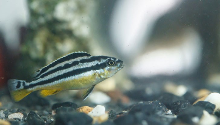 Ясното разбиране на тази регенерация може да даде насоки за лечение на увреждания на гръбначния мозък при хората Ясното разбиране на тази регенерация може да даде насоки за лечение на увреждания на гръбначния мозък при хората