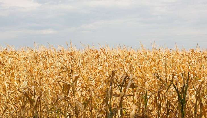 Липсата на дъждове и високите температури застрашават реколтата в Добруджа Липсата на дъждове и високите температури застрашават реколтата в Добруджа