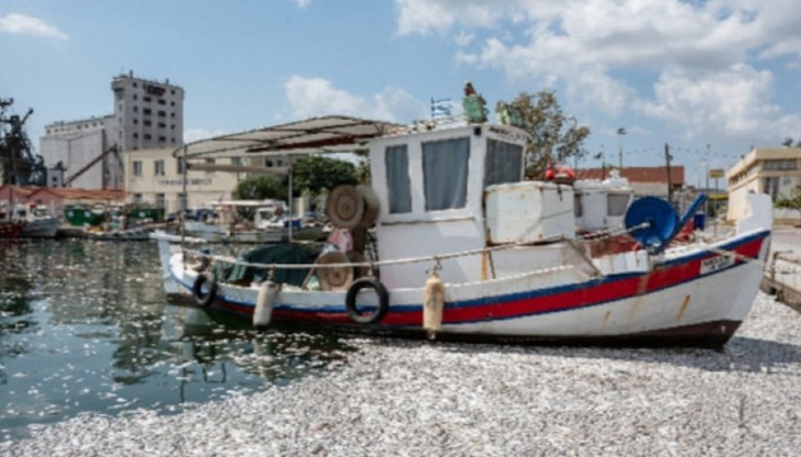 Брегът на гръцкия град се покри с мъртви риби