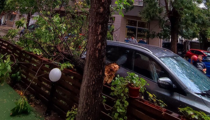 Огромен клон се стовари в опасна близост до автомобил Огромен клон се стовари в опасна близост до автомобил