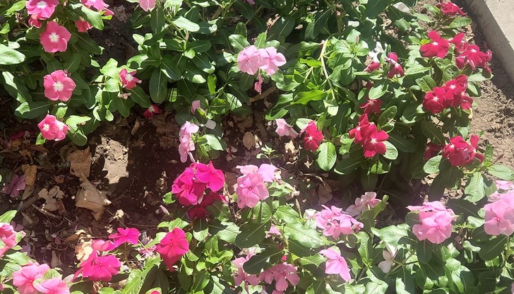 Тъжно ми е, защото смятам, че ако всеки един човек направи мъничко, мъничко нещенце, градът ни ще е по-красив! Тъжно ми е, защото смятам, че ако всеки един човек направи мъничко, мъничко нещенце, градът ни ще е по-красив!