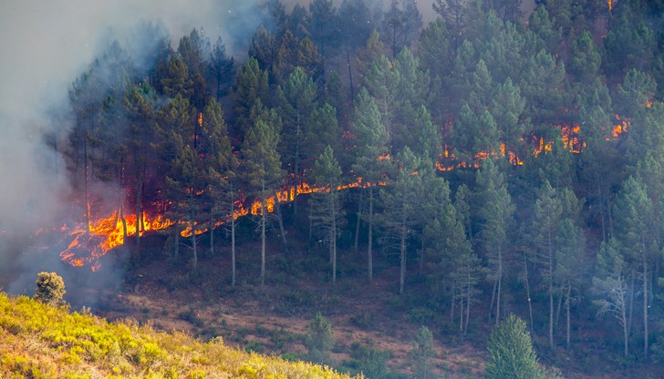 Огнената стихия обхвана 70 декара Огнената стихия обхвана 70 декара