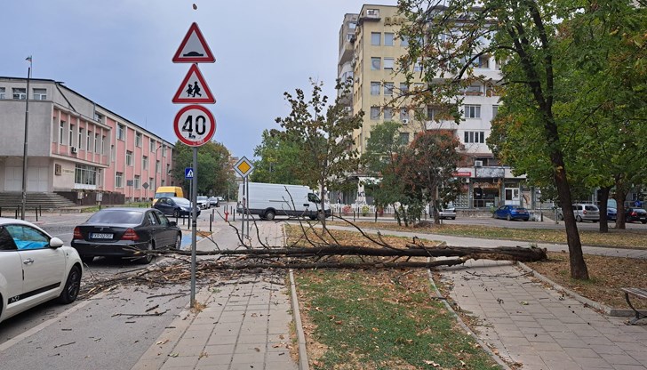 Изсъхнало дърво се срути в квартал "Родина", застрашавайки сигурността на минувачи Изсъхнало дърво се срути в квартал "Родина", застрашавайки сигурността на минувачи