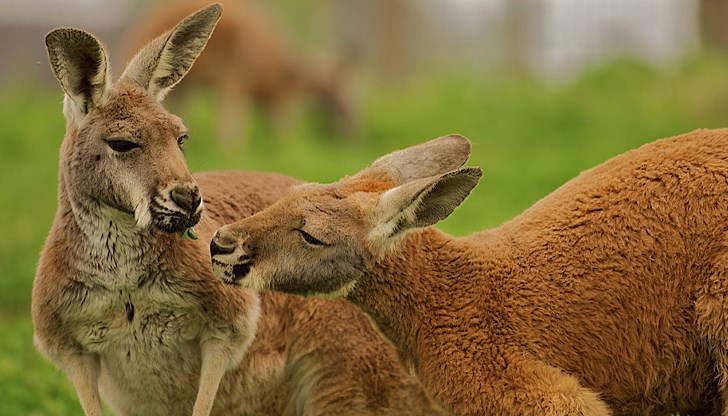 Кенгура, летящи катерици и още животни са открити на турско-гръцката граница Кенгура, летящи катерици и още животни са открити на турско-гръцката граница