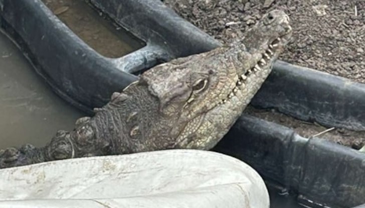 Животното ще бъде преместено в Софийската зоологическа градина Животното ще бъде преместено в Софийската зоологическа градина