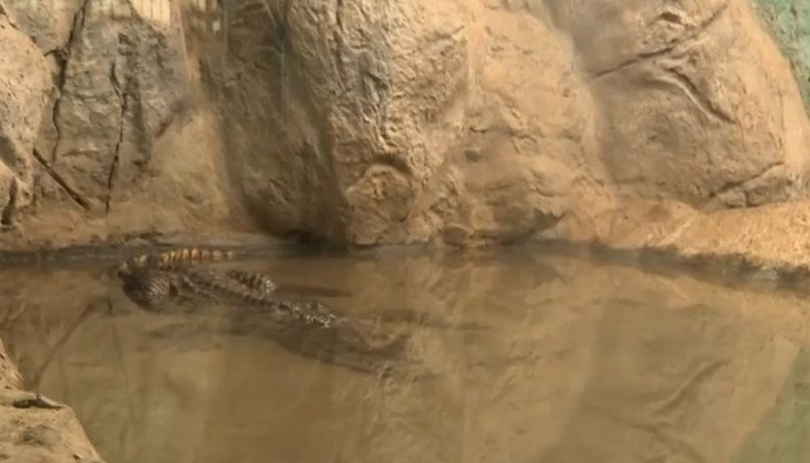 Крокодилът от Ботунец се адаптира към новия си дом Крокодилът от Ботунец се адаптира към новия си дом