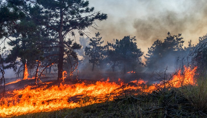 Пламъците са над пернишкото село Чуйпетлово Пламъците са над пернишкото село Чуйпетлово