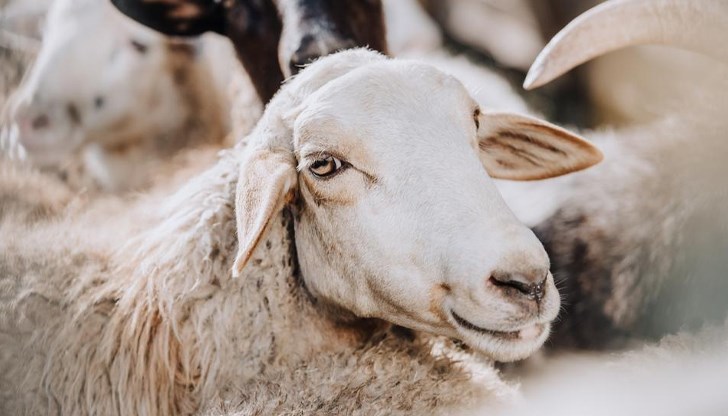 Агенцията за безопасност на храните засили контрола след огнища в съседни държави Агенцията за безопасност на храните засили контрола след огнища в съседни държави