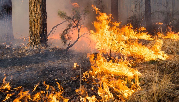 Четири противопожарни екипа на място за овладяване на стихията Четири противопожарни екипа на място за овладяване на стихията