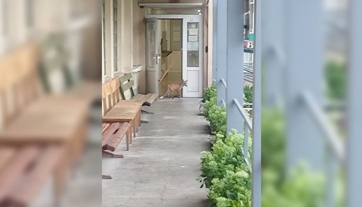 Местните жители приемат присъствието на дивото животно с усмивка Местните жители приемат присъствието на дивото животно с усмивка